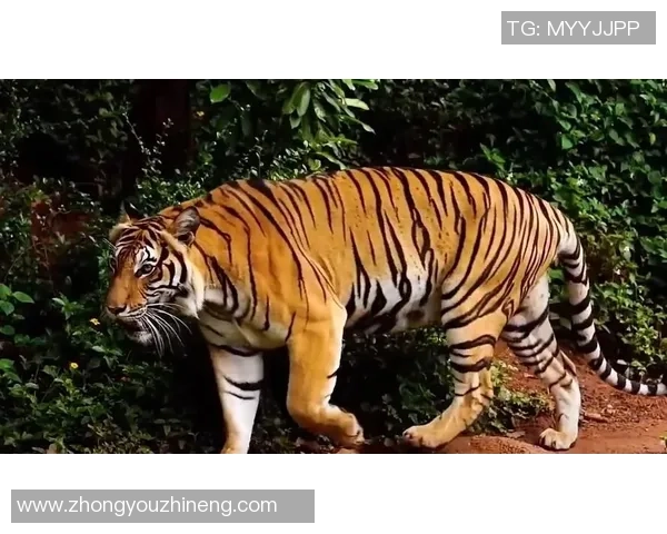 老虎与美洲狮的王者之争谁才是真正的森林霸主